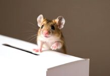 Dopo il NO al referendum